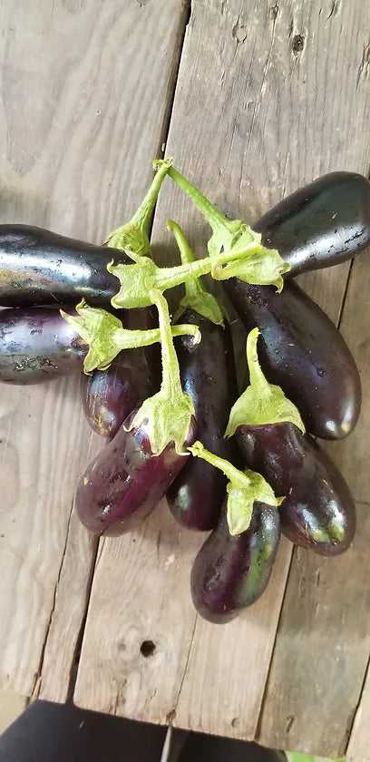 Black Diamond Eggplant Seeds
