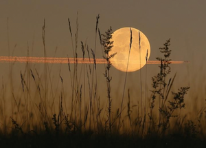 The Magical Reasons Behind Planting on the First Full Moon in June