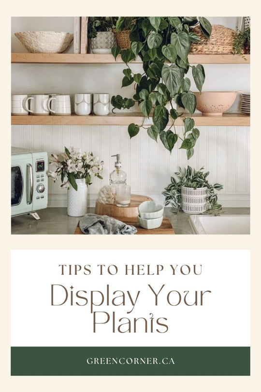 display plants indoors