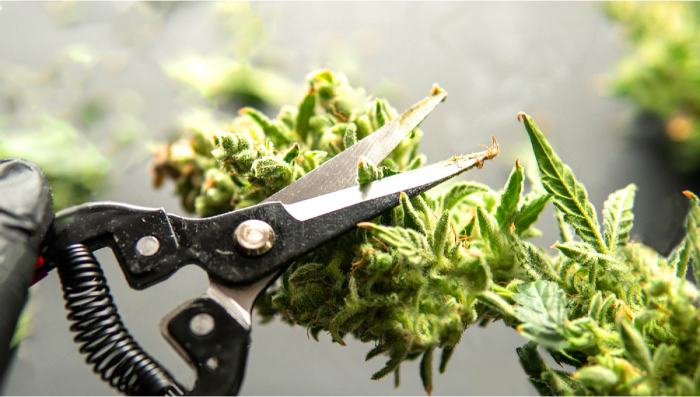 The Perfect Cut: A Friendly Guide to Choosing the Best Cannabis Trimming Scissors