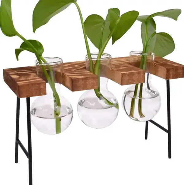 3 Plant Terrarium wood stand