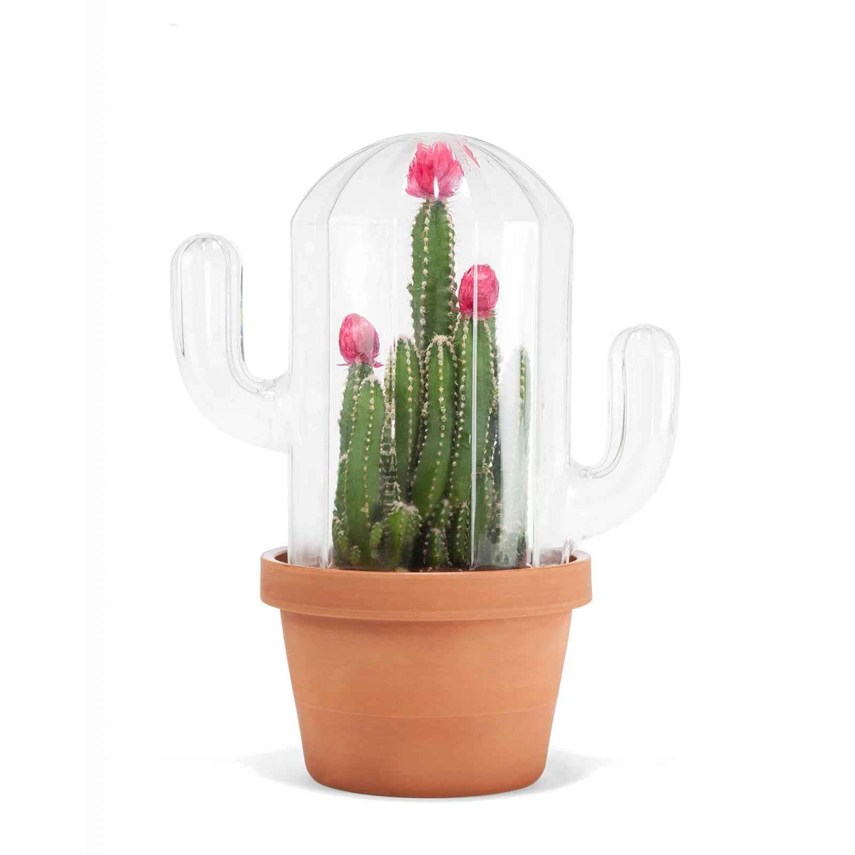 Cactus Terrarium Planter w/ Glass Dome