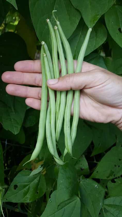 MatchBox Garden & Seed | BEANS | Emerite Green Pole Bean