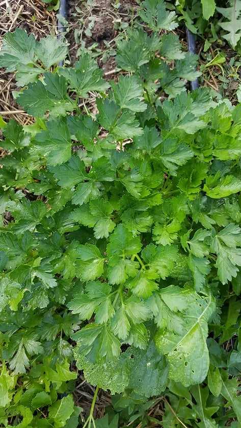 Giant of Italy Parsley Herb Seeds