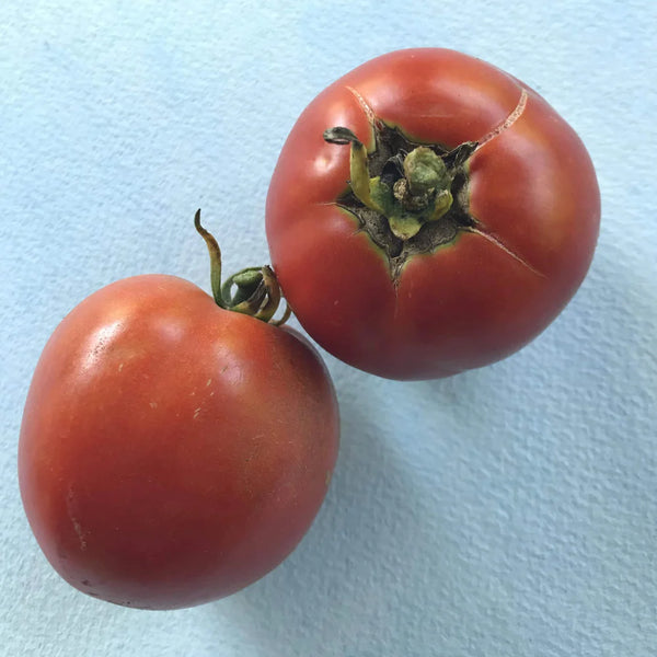 Hudson Valley Seed Co. | TOMATO |  New Yorker Tomato