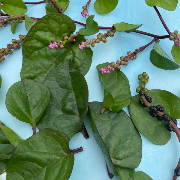 Hudson Valley Seed Co. | VINE |  Red Malabar Spinach