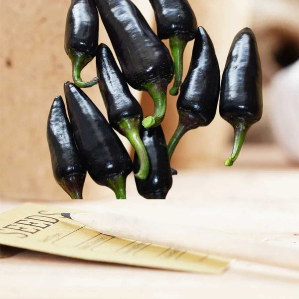 Black Hungarian Pepper Seeds