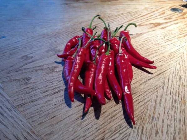 Ring of Fire Hot Pepper Seeds