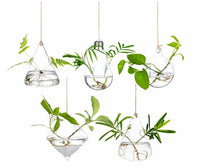 Hanging Glass Planter & Terrarium