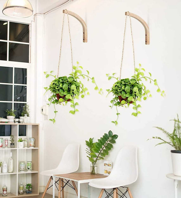 Wooden Wall Mounted Plant Hangers