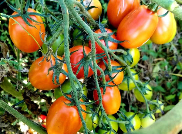 Cousin Martina Paste Tomato Seeds
