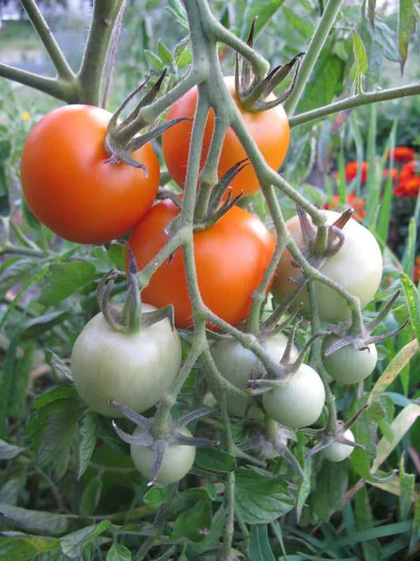 Jaune Flamme Tomato Seeds