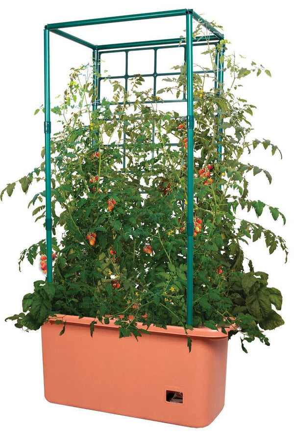 Tomato Trellis Garden on Wheels